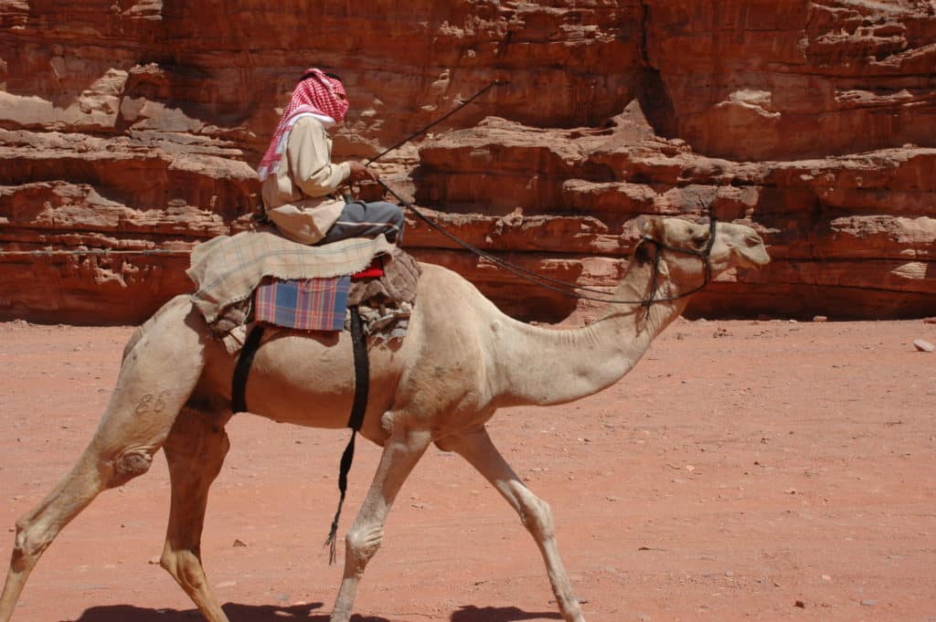 Bedouin Camel Driver