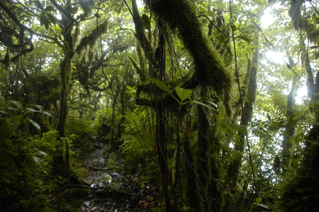 ometepe jungle trail maderas volcano