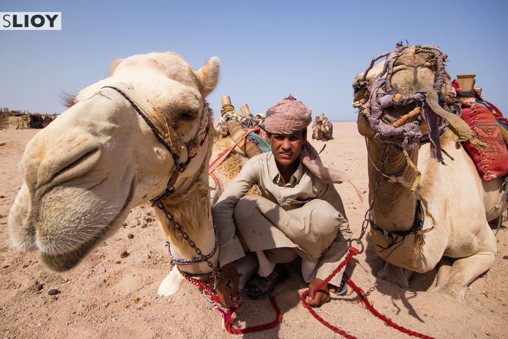 camel safari in the desert of hurghada