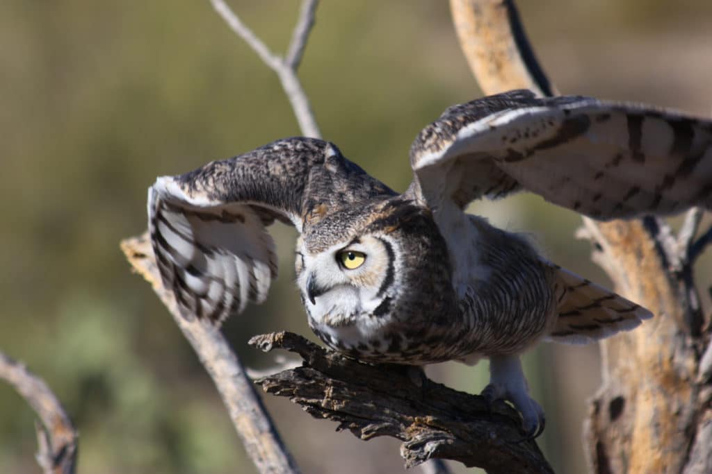 Horned Owl, Arizona-Sonora Desert Museum