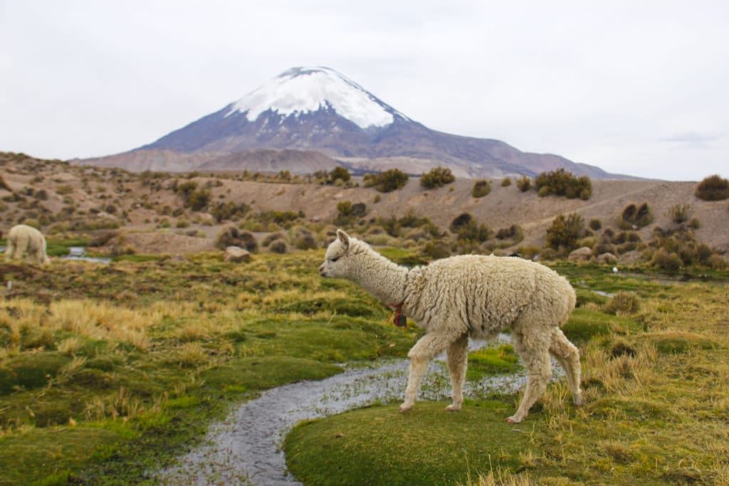 lauca national park Reasons to Visit Northern Chile