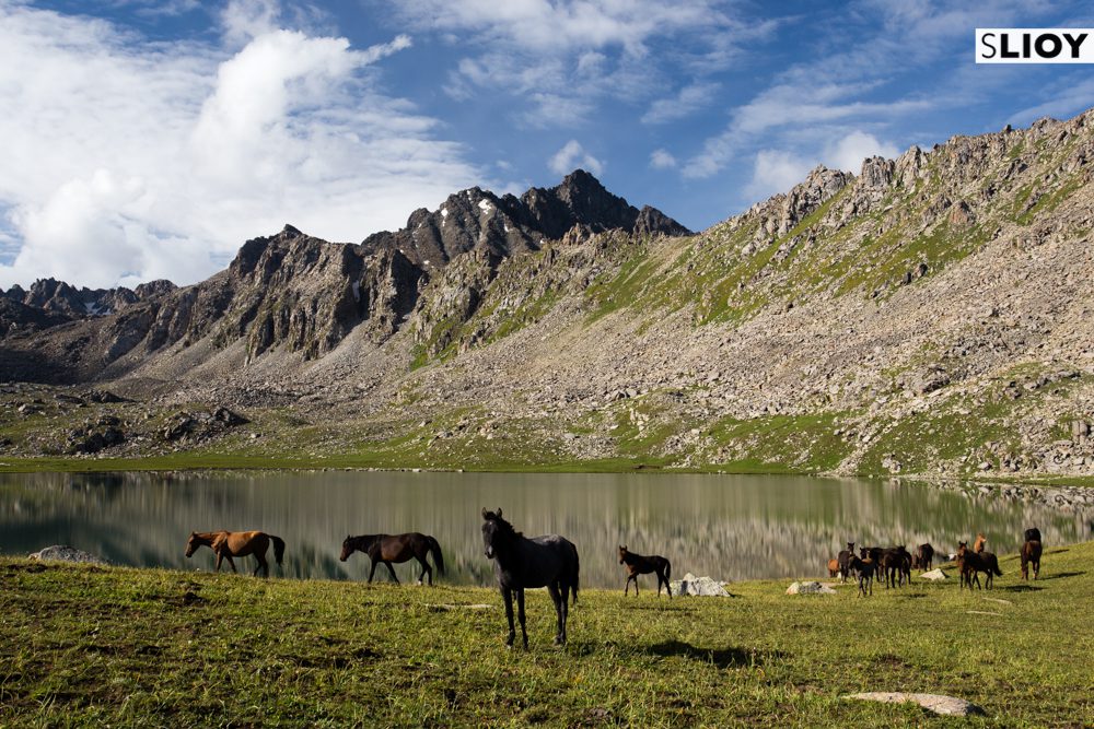 Horses in Box-Uchuk Upper Valley