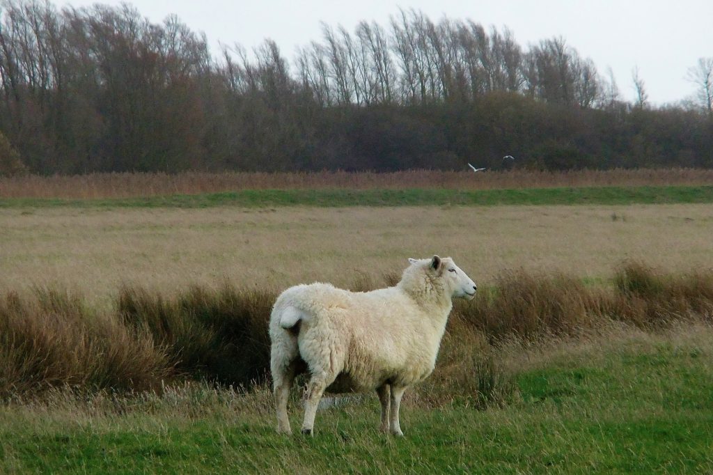 romney sheep Rye harbour nature reserve 
