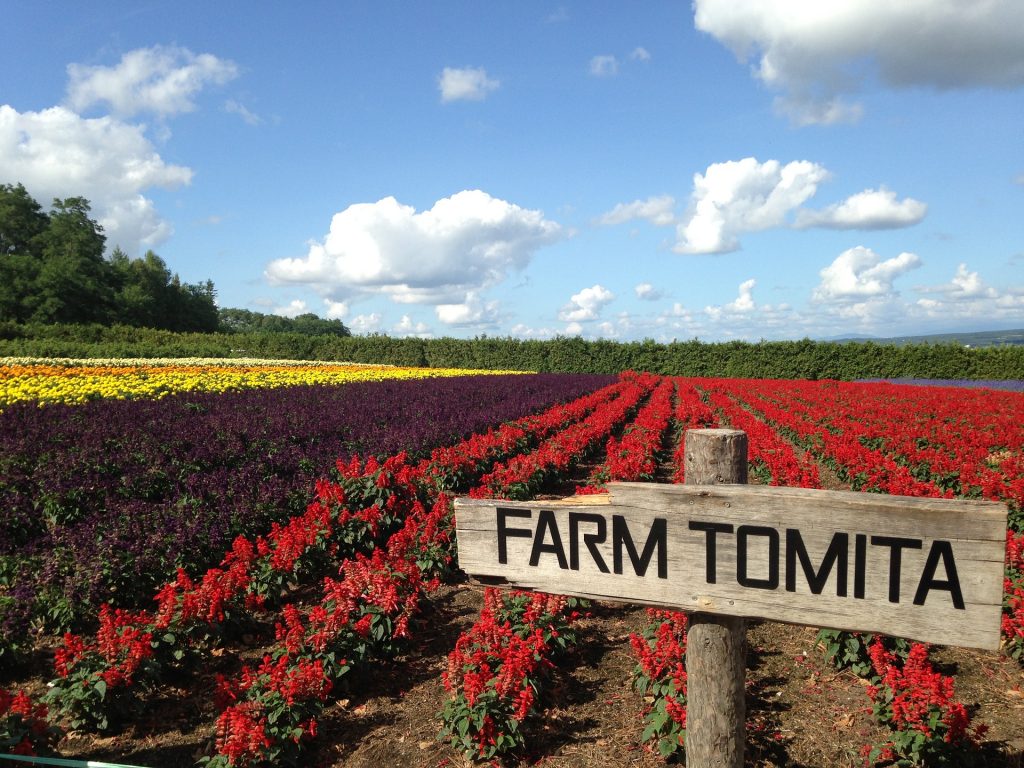 alt="Tomita farm's flower fields blooming in Hokkaido"