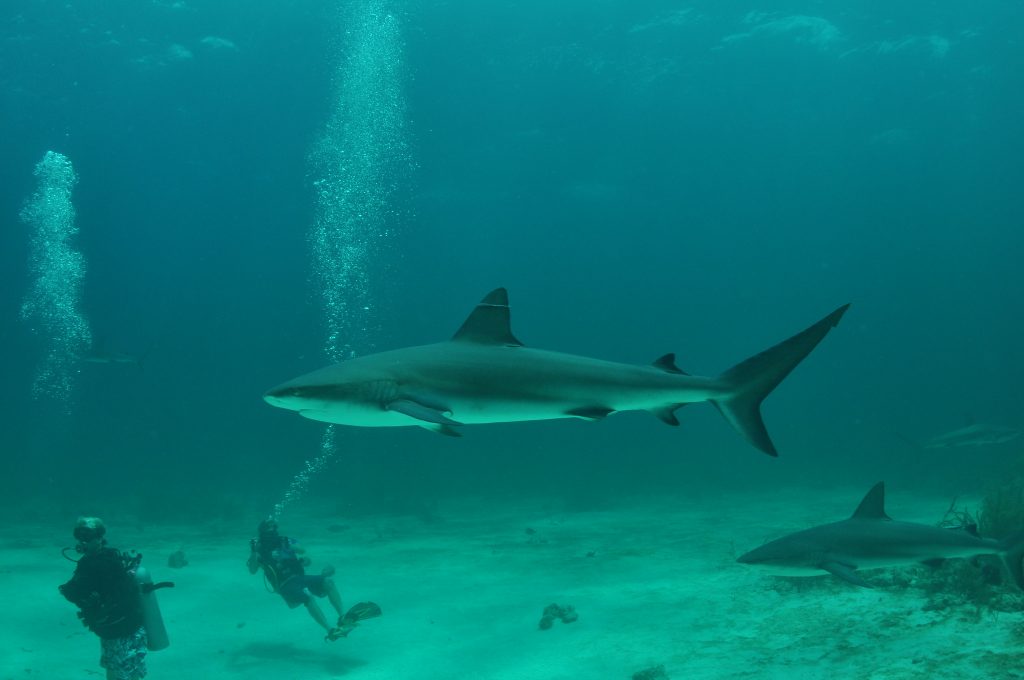Best Places to Dive Ethically with Sharks