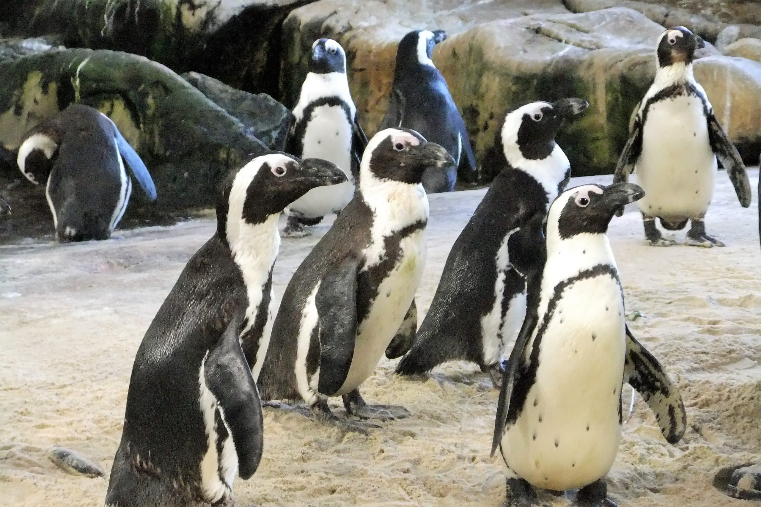Things to do at the V & A Waterfront Penguins at Aquarium