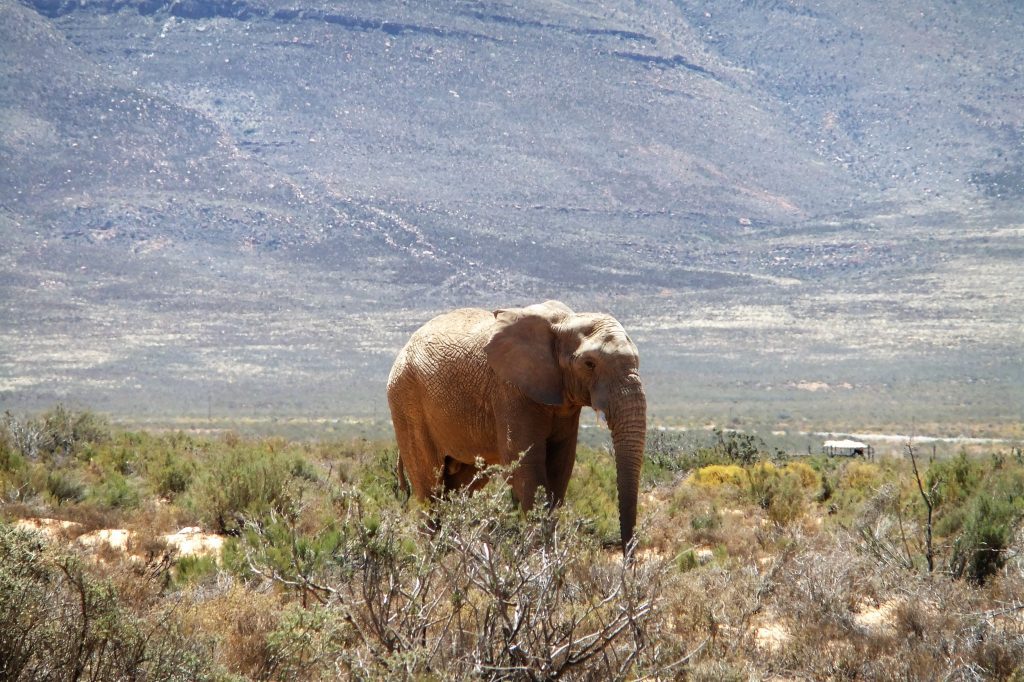 Wildlife safari from Cape Town elephant