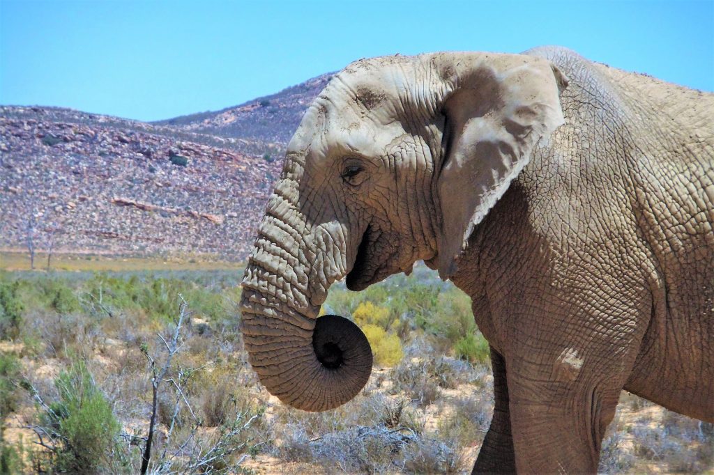 Elephant at Aquila Reserve