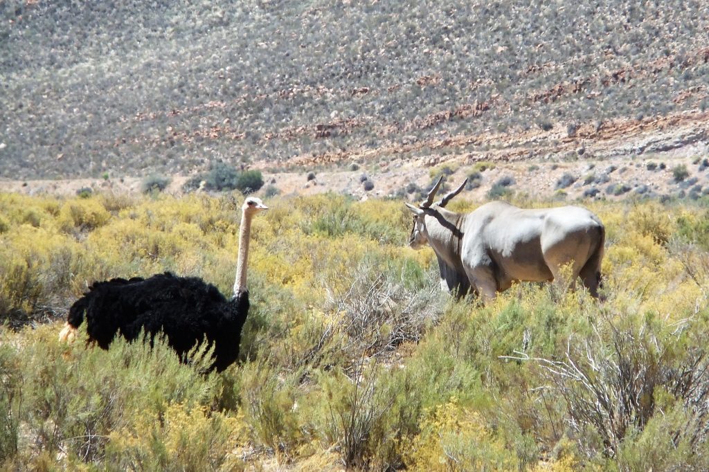 Wildlife safari from Cape Town ostrich and eland