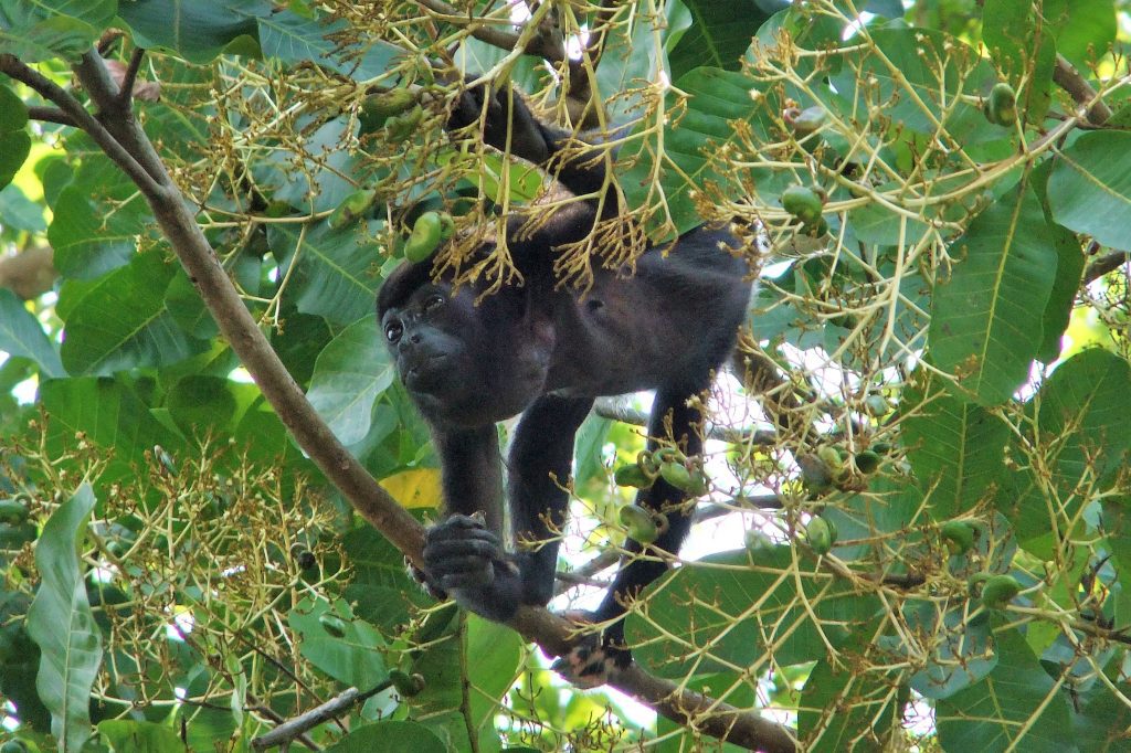 howler monkey wildlife in Gamboa