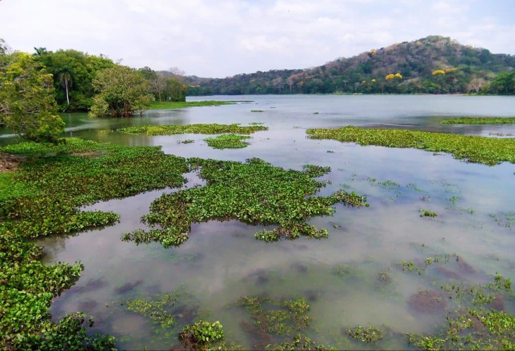 chagres river wildlife in gamboa panama